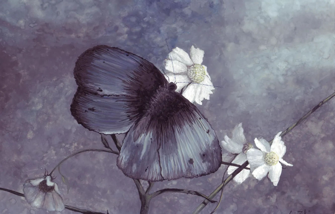 Photo wallpaper butterfly, figure, color, chamomile, blue