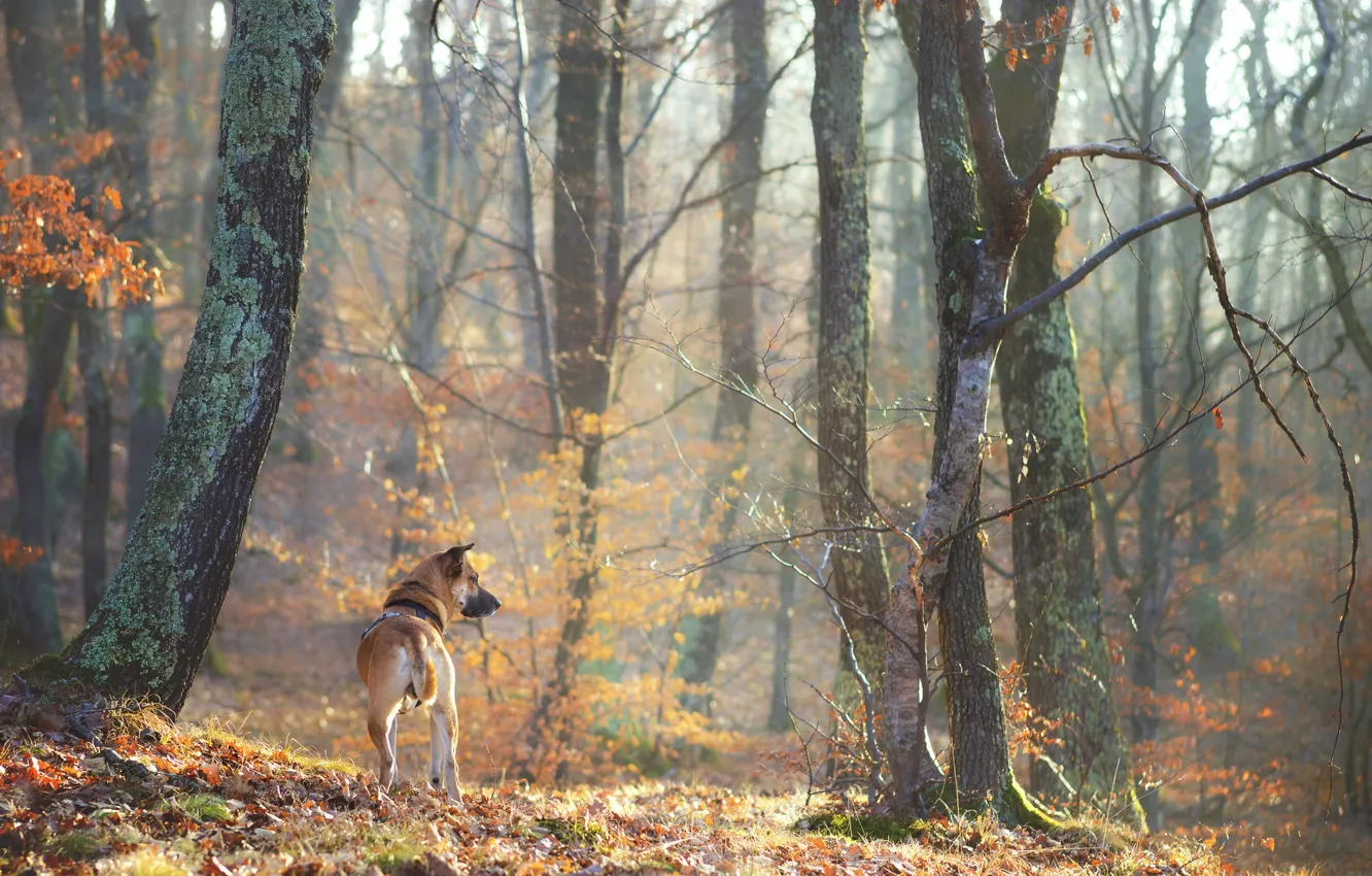 Photo wallpaper forest, trees, each, dog