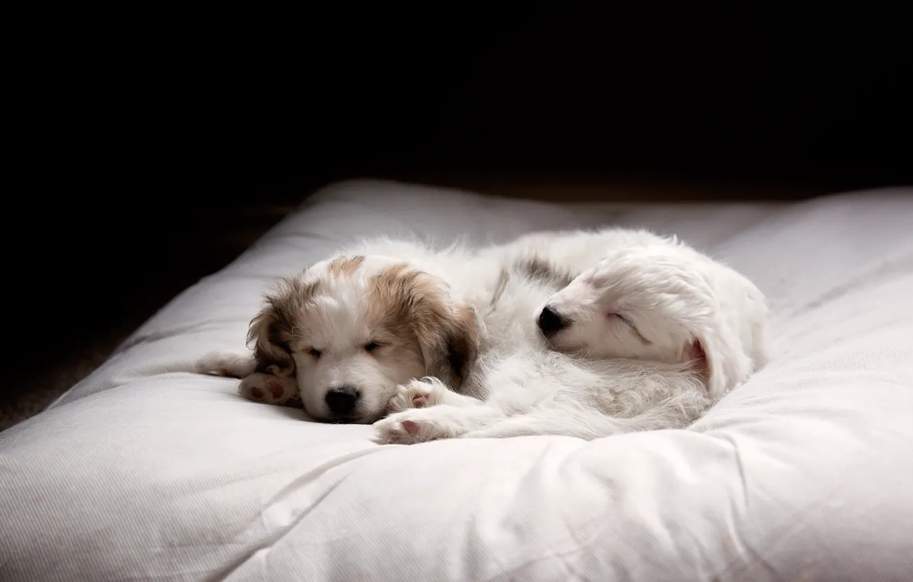 Photo wallpaper dogs, comfort, puppies
