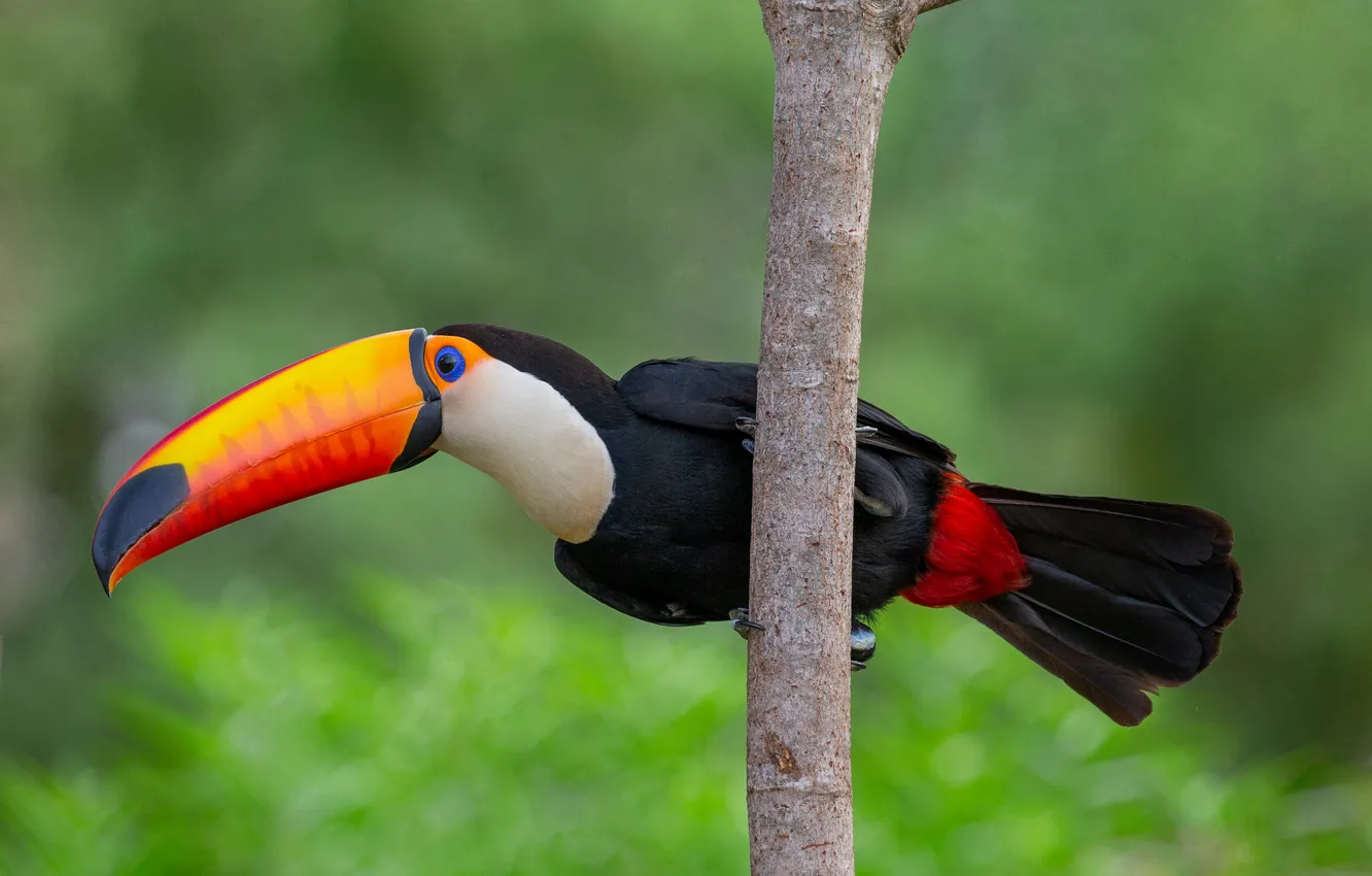 Photo wallpaper tree, pose, Majestic, toucan, beak