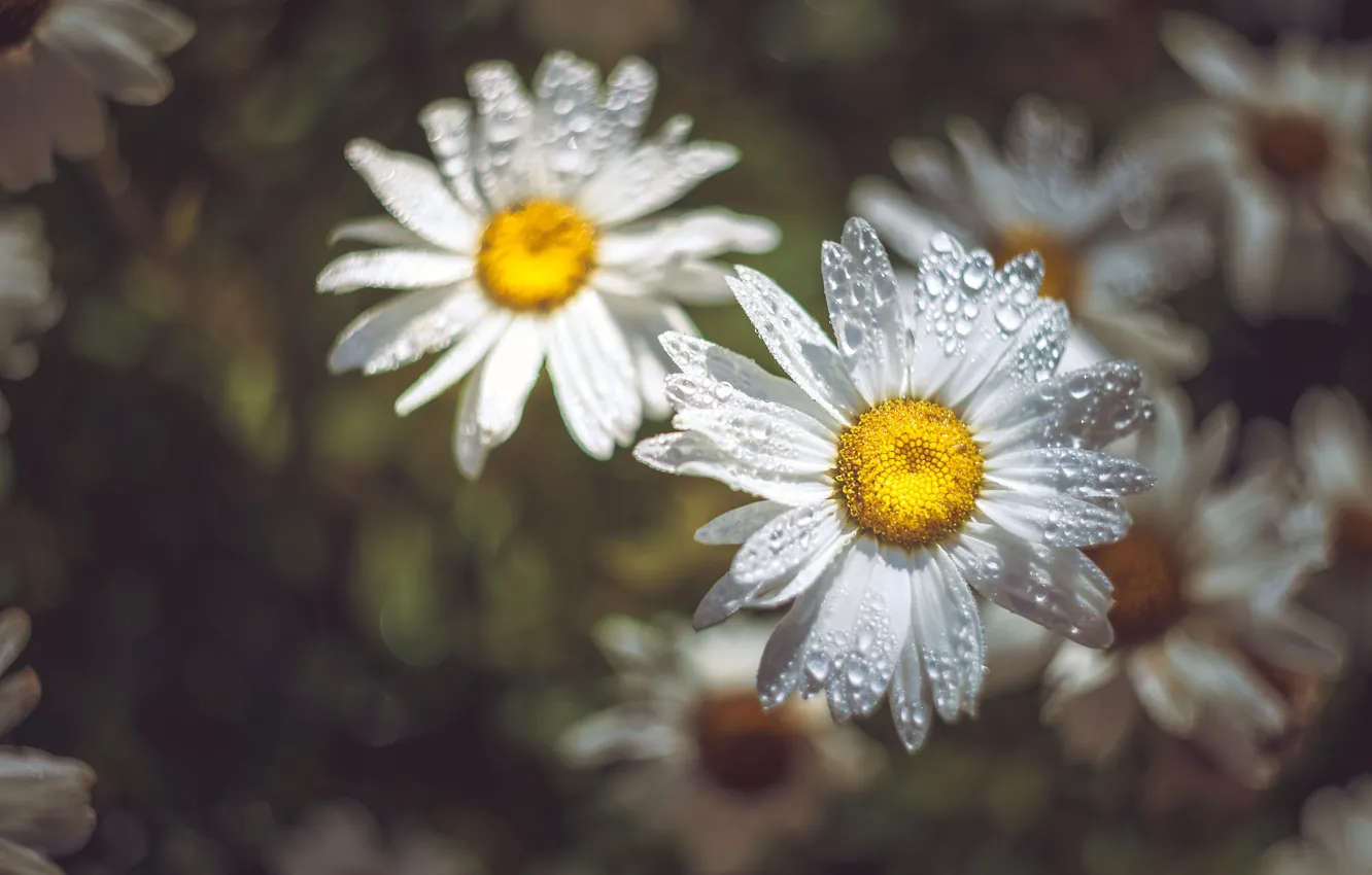 Photo wallpaper drops, flowers, glade, chamomile, blur, white, bokeh