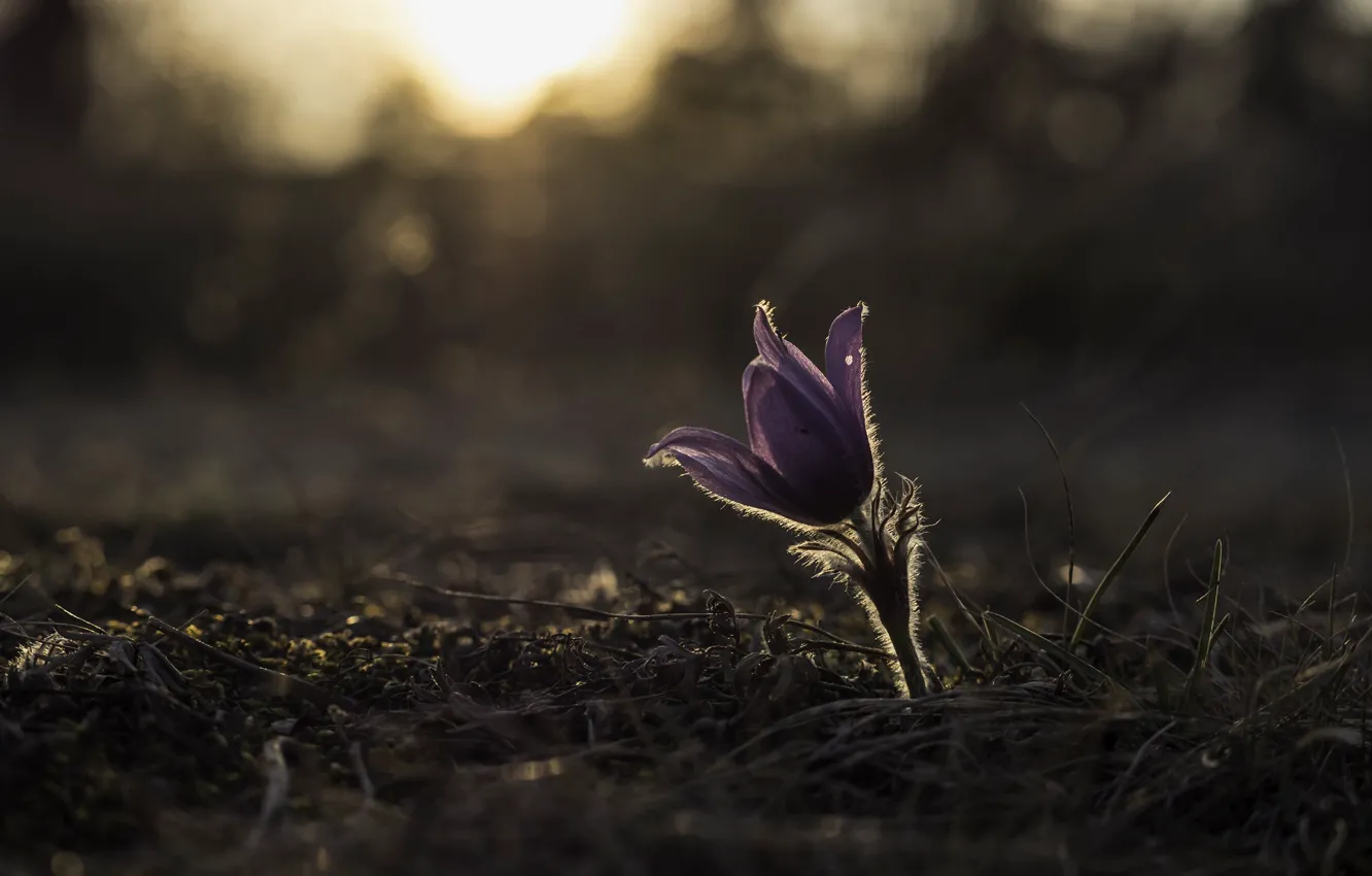 Photo wallpaper flowers, spring, lilac, cross