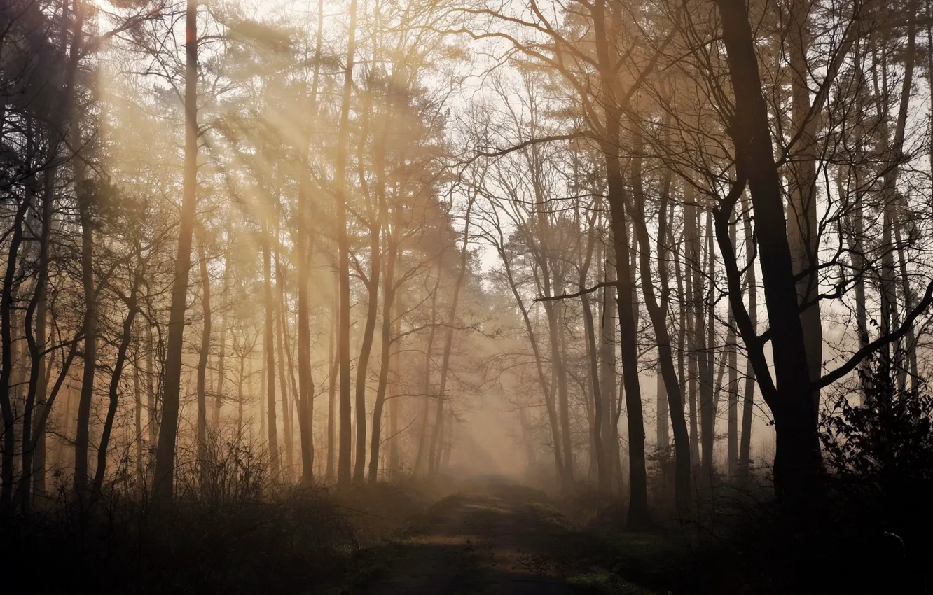 Photo wallpaper road, forest, nature, morning