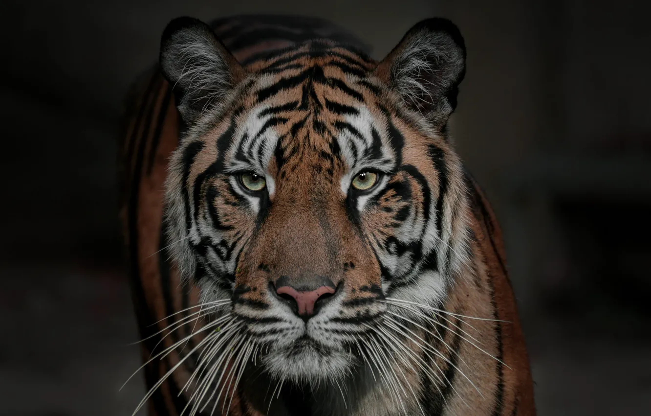 Photo wallpaper look, face, tiger, background, portrait, wild cat