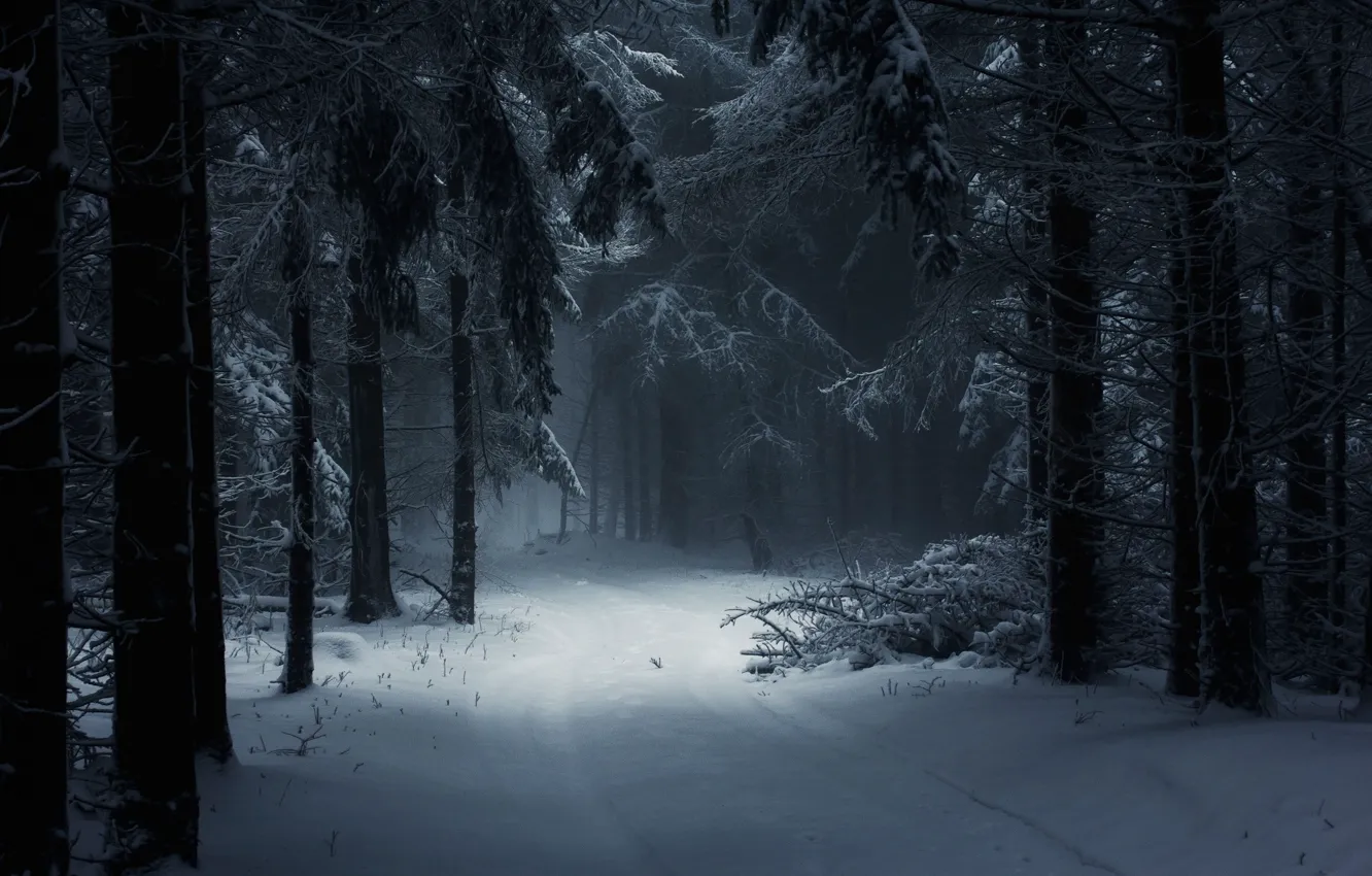 Photo wallpaper dark, forest, trees, winter, snow