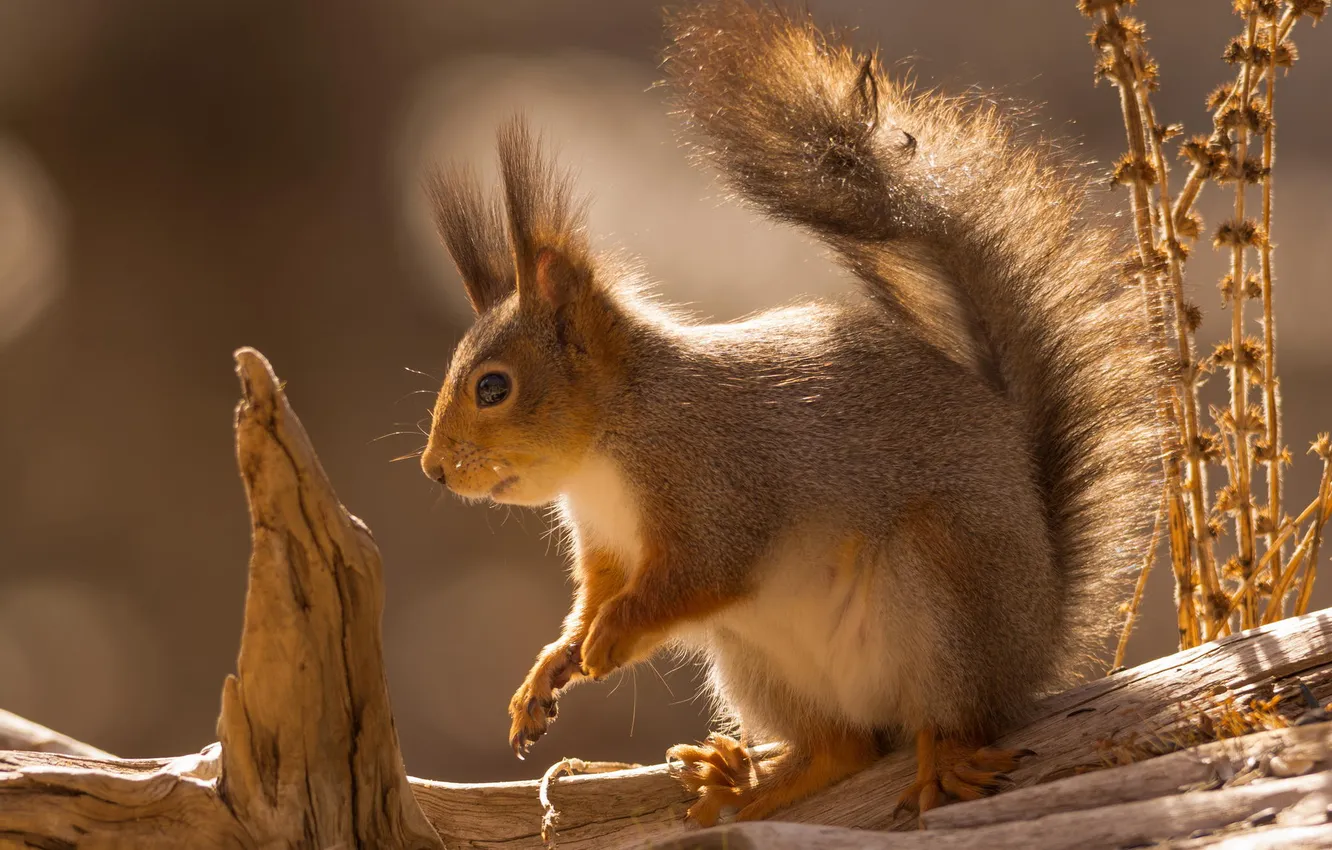 Photo wallpaper autumn, branches, protein, rodent