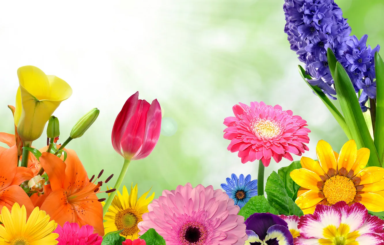 Photo wallpaper collage, Lily, petals, tulips, gerbera