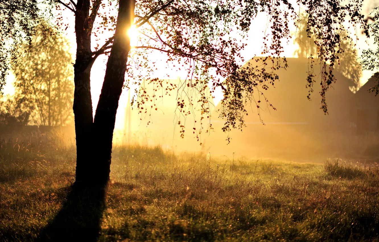 Photo wallpaper light, nature, tree, morning