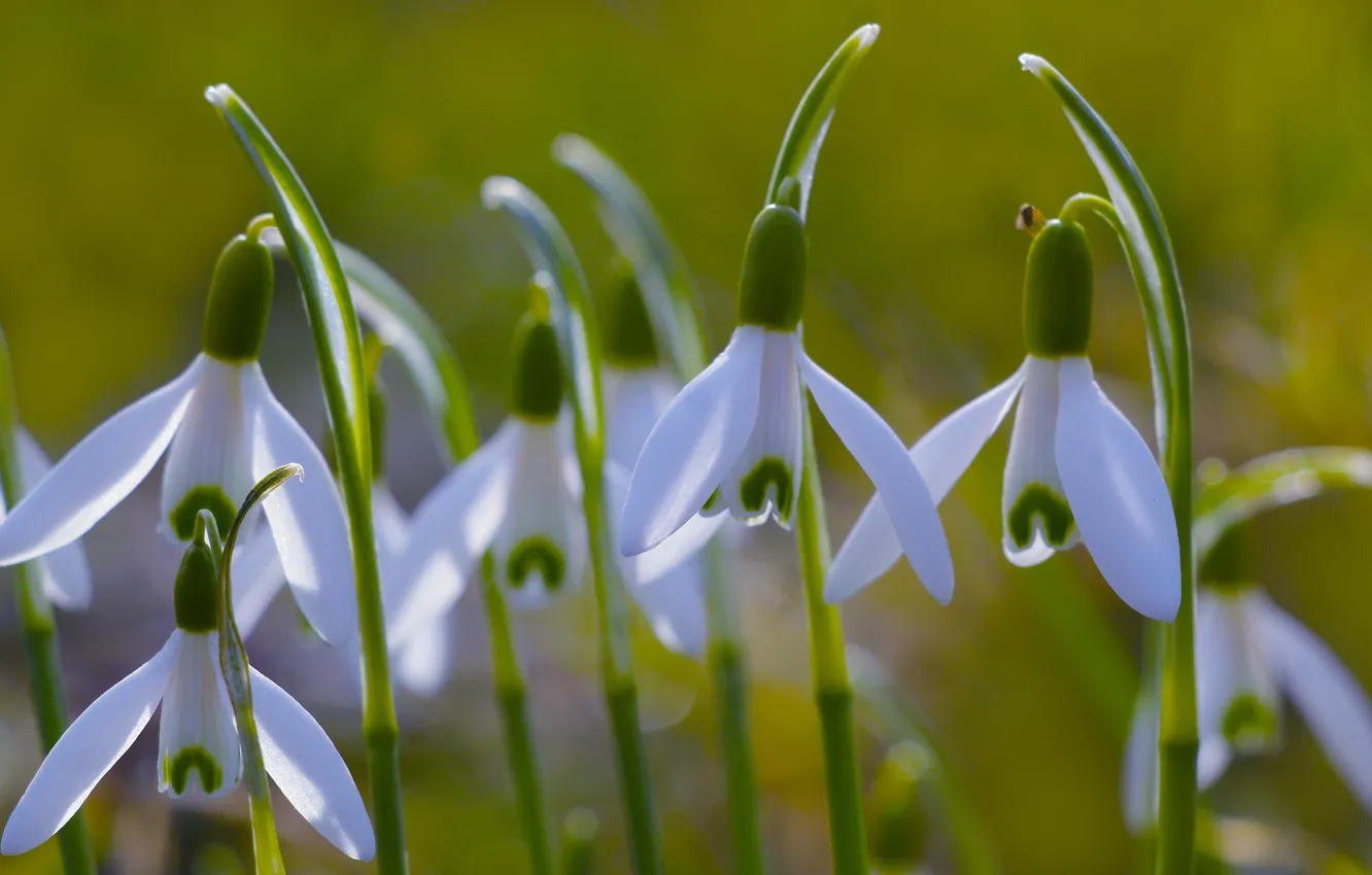 Photo wallpaper white, flower, Snowdrops, sprimg