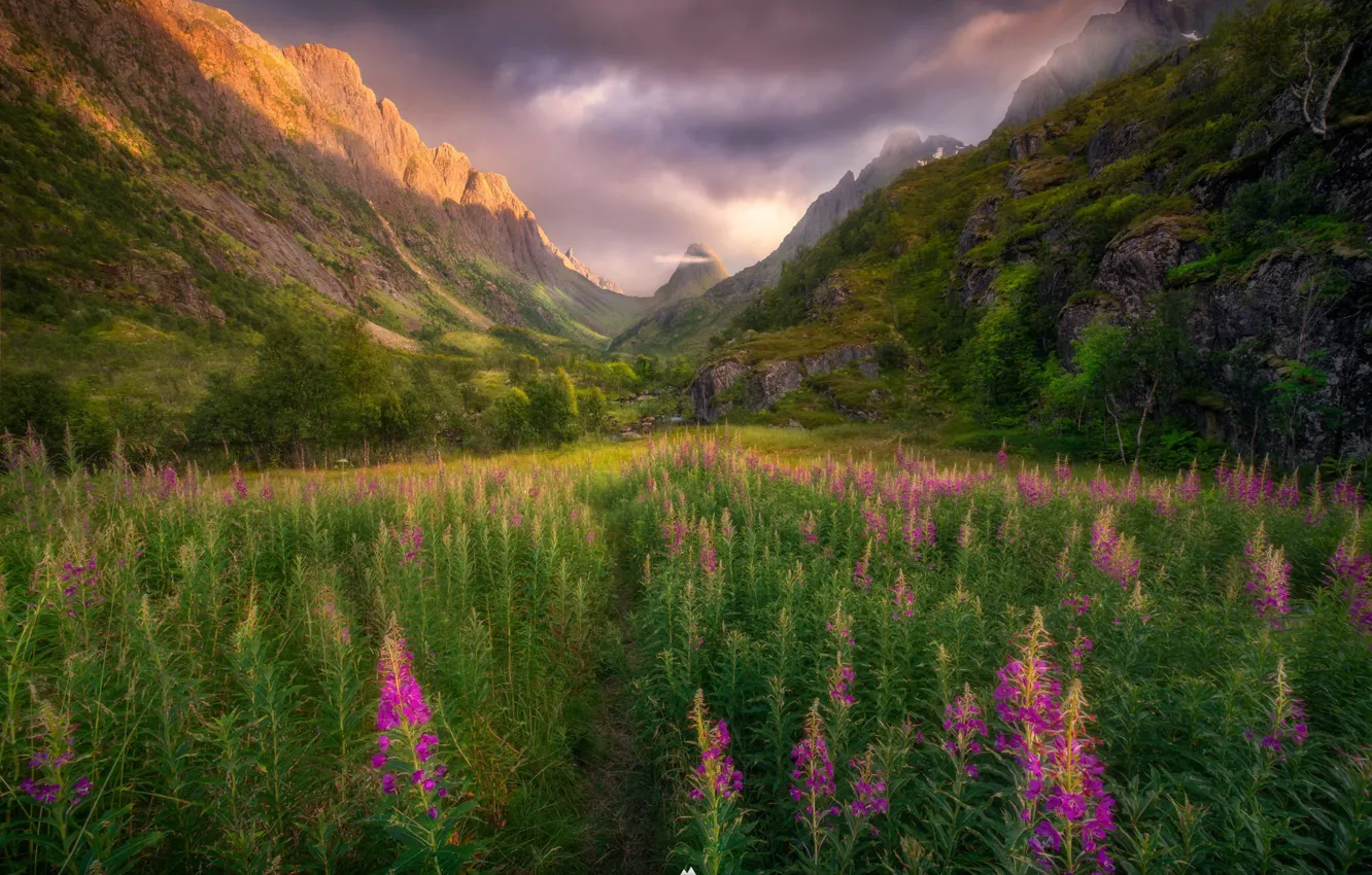 Photo wallpaper flowers, mountains, lights, meadow
