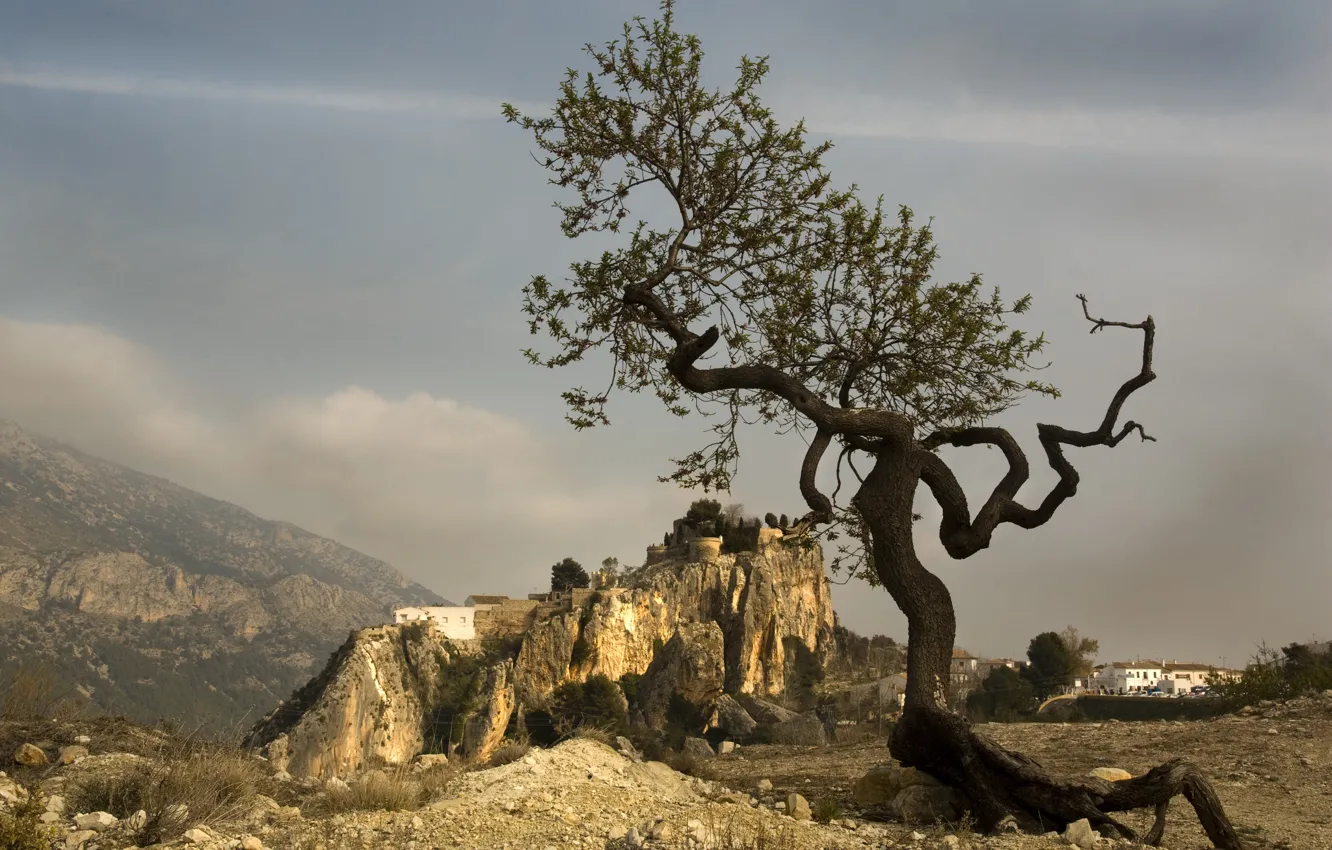 Photo wallpaper trees, mountains, form, Spain, Valencia