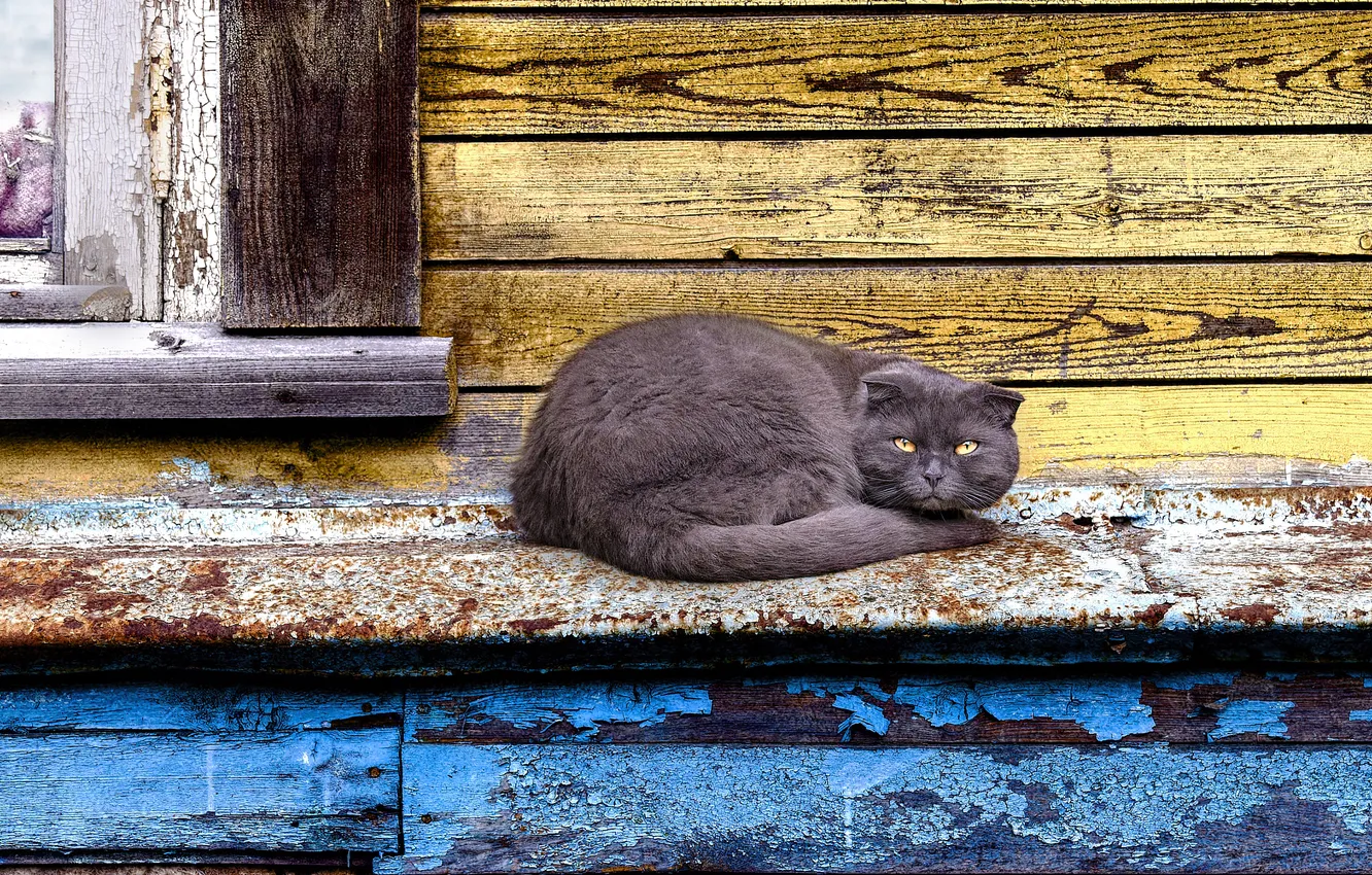 Photo wallpaper cat, cat, look, pose, grey, Board, window, tail