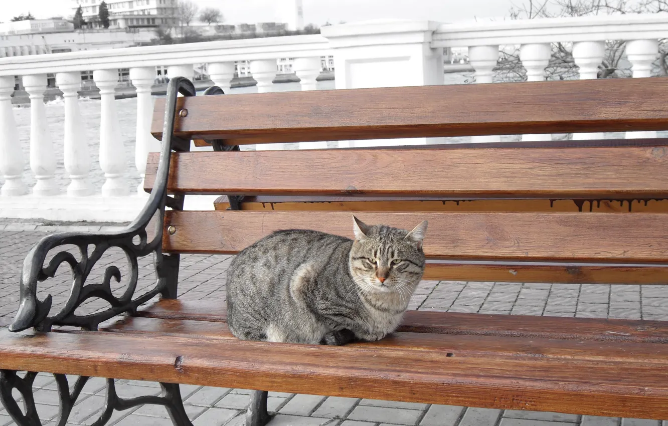 Photo wallpaper sea, cat, cat, bench