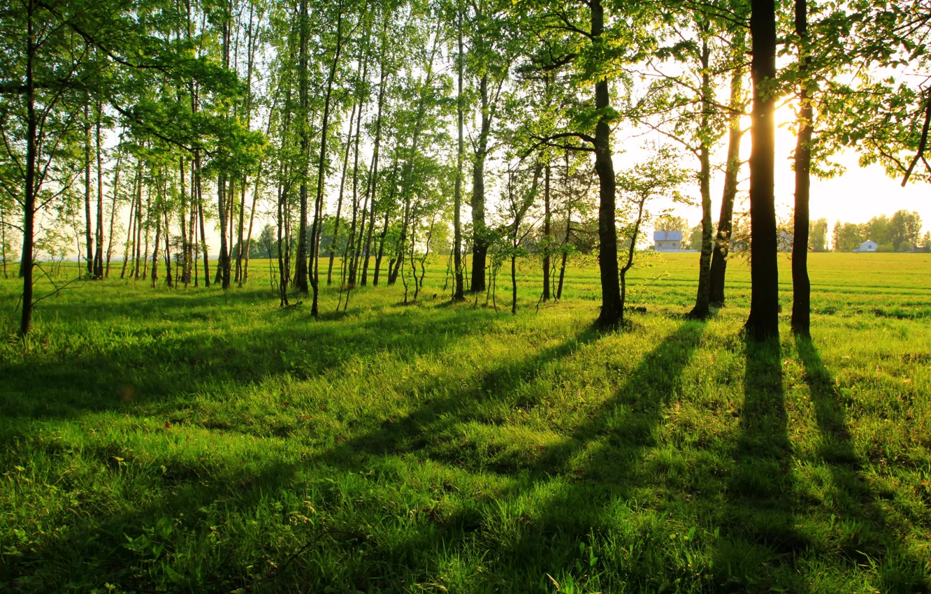 Photo wallpaper summer, landscape, long shadows, the edge of the forest