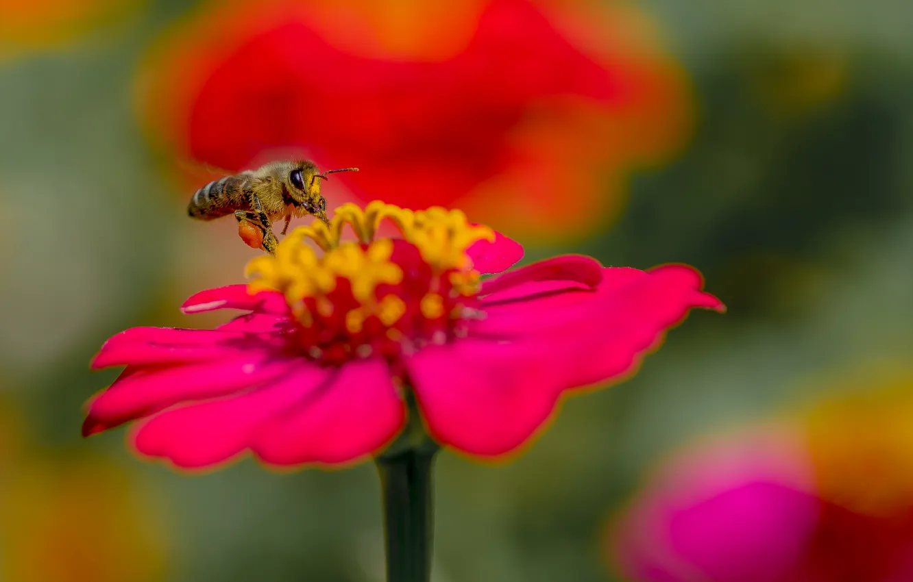 Photo wallpaper summer, macro, flight, flowers, bee