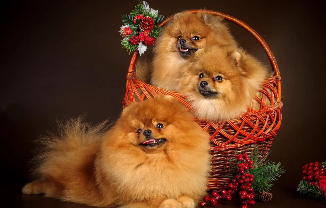 Photo wallpaper decoration, basket, new year, dog