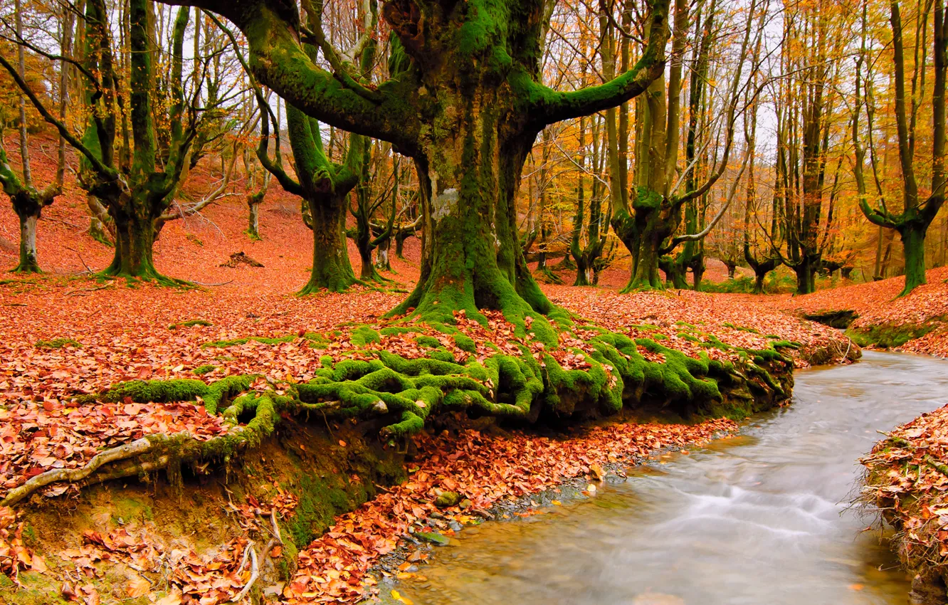 Photo wallpaper autumn, forest, nature, stream, foliage
