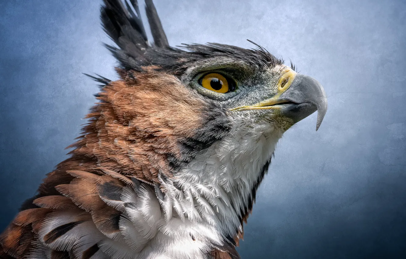 Photo wallpaper bird, portrait, predator, hawk