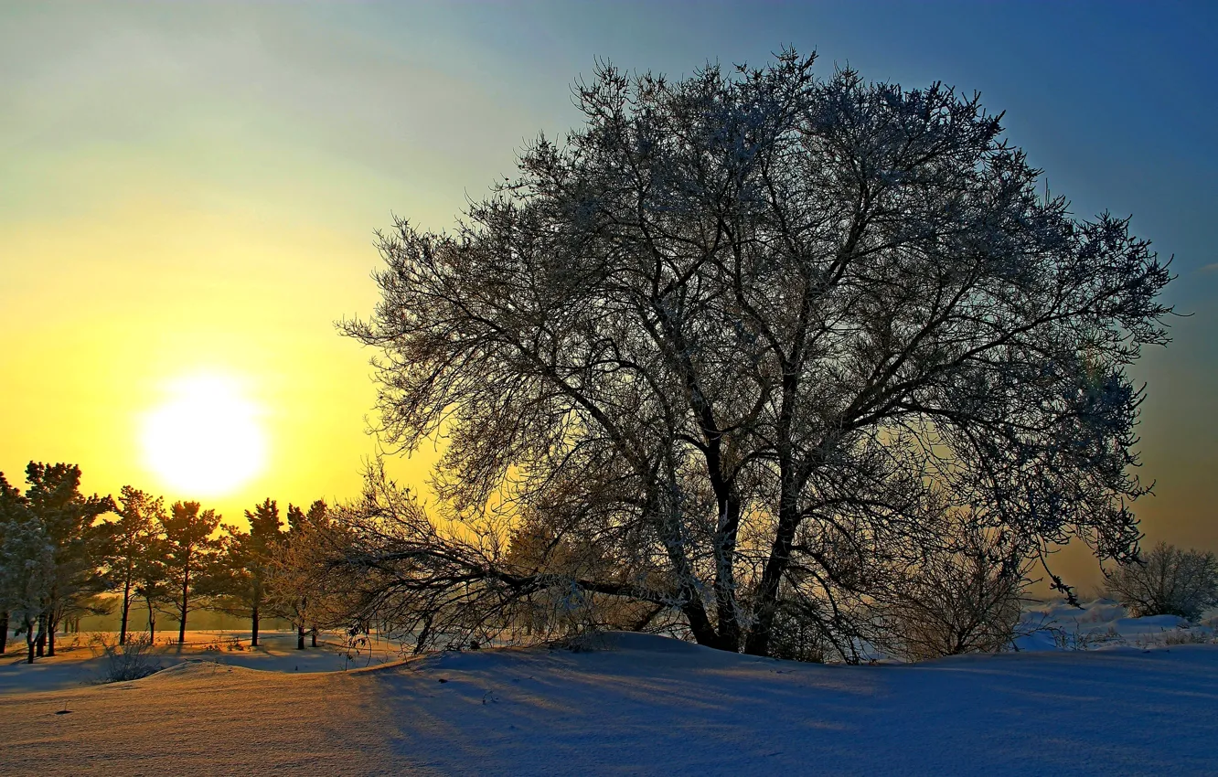 Photo wallpaper winter, the sun, snow, trees, dawn, Russia, Siberia