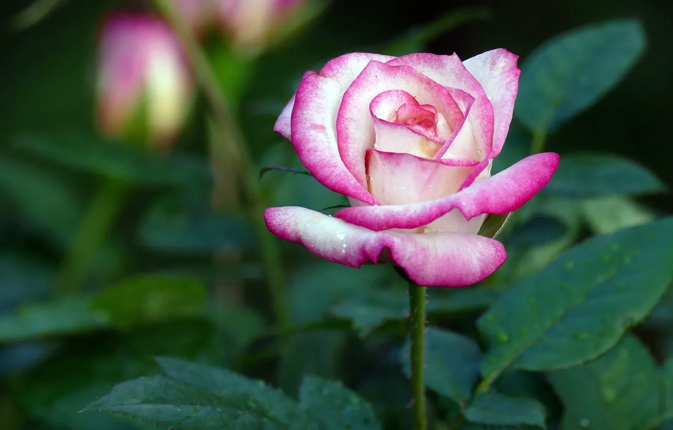 Photo wallpaper roses, beauty, buds