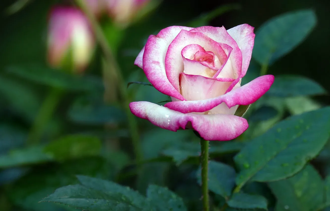 Photo wallpaper rose, Bud, beauty