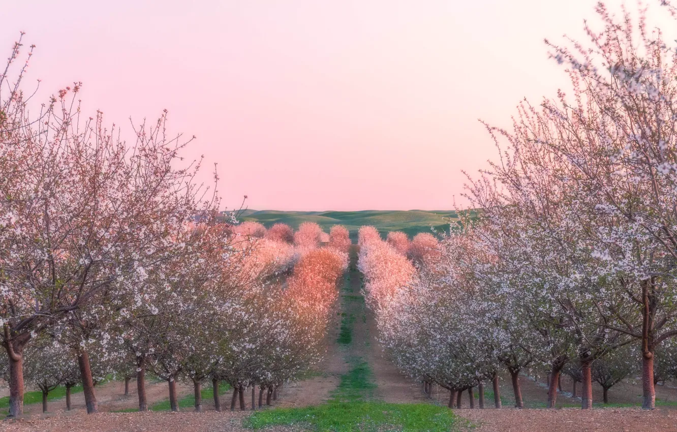 Photo wallpaper spring, garden, Sakura, panorama