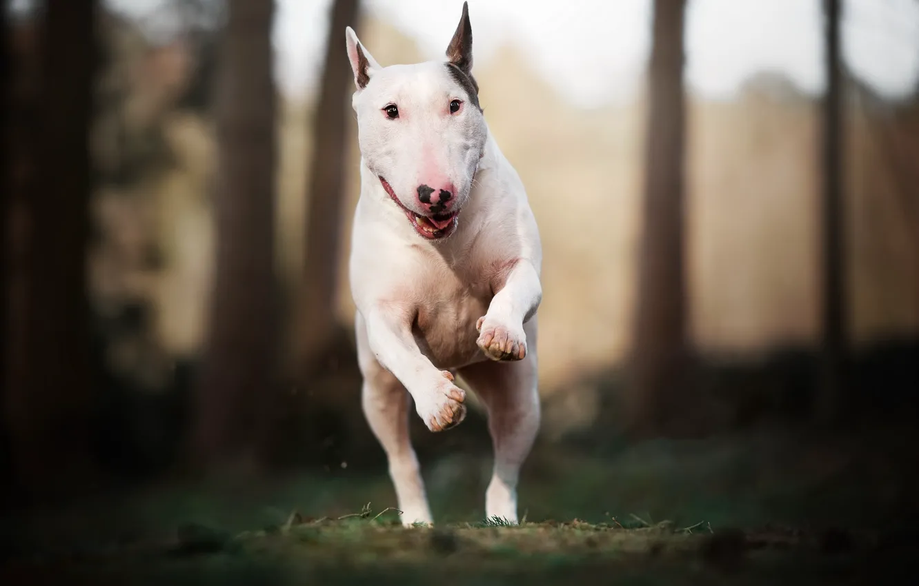 Photo wallpaper nature, dog, running