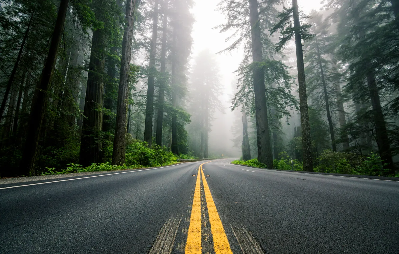 Photo wallpaper road, forest, trees, nature, fog, markup, highway, USA