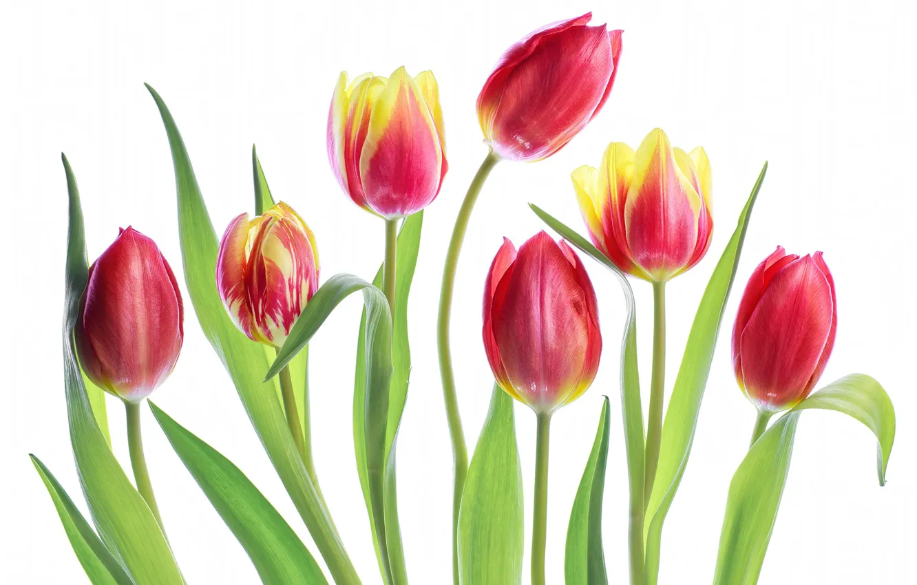 Photo wallpaper tulips, white background, buds