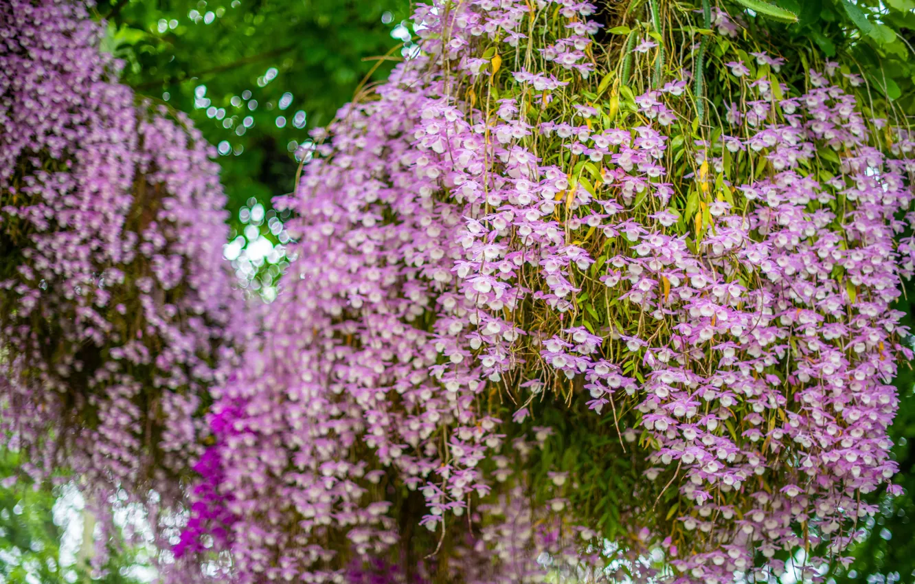 Photo wallpaper flowers, pink, vines