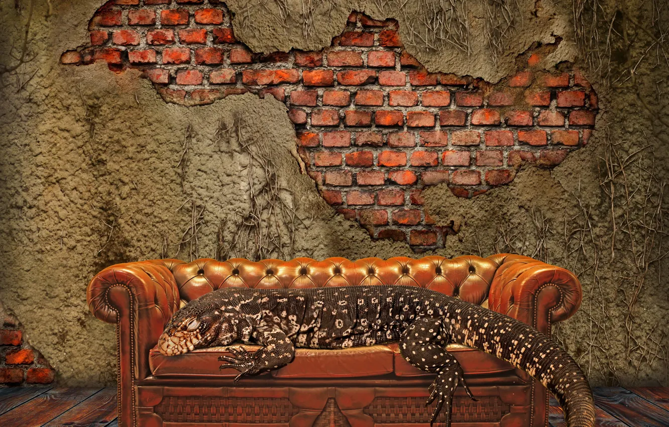 Photo wallpaper Wall, pattern, floor, sofa, lizard, couch