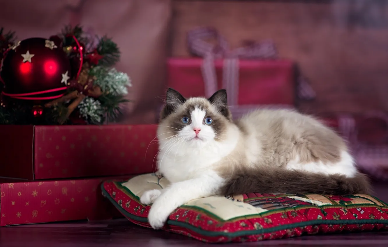 Photo wallpaper cat, cat, animal, holiday, new year, Christmas, pillow, gifts
