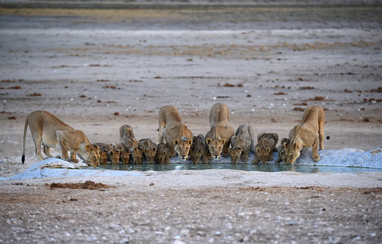 Photo wallpaper water, cats, thirst, lions, pride