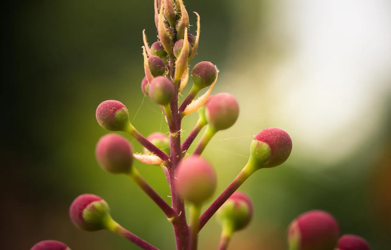 Photo wallpaper macro, flowers, buds