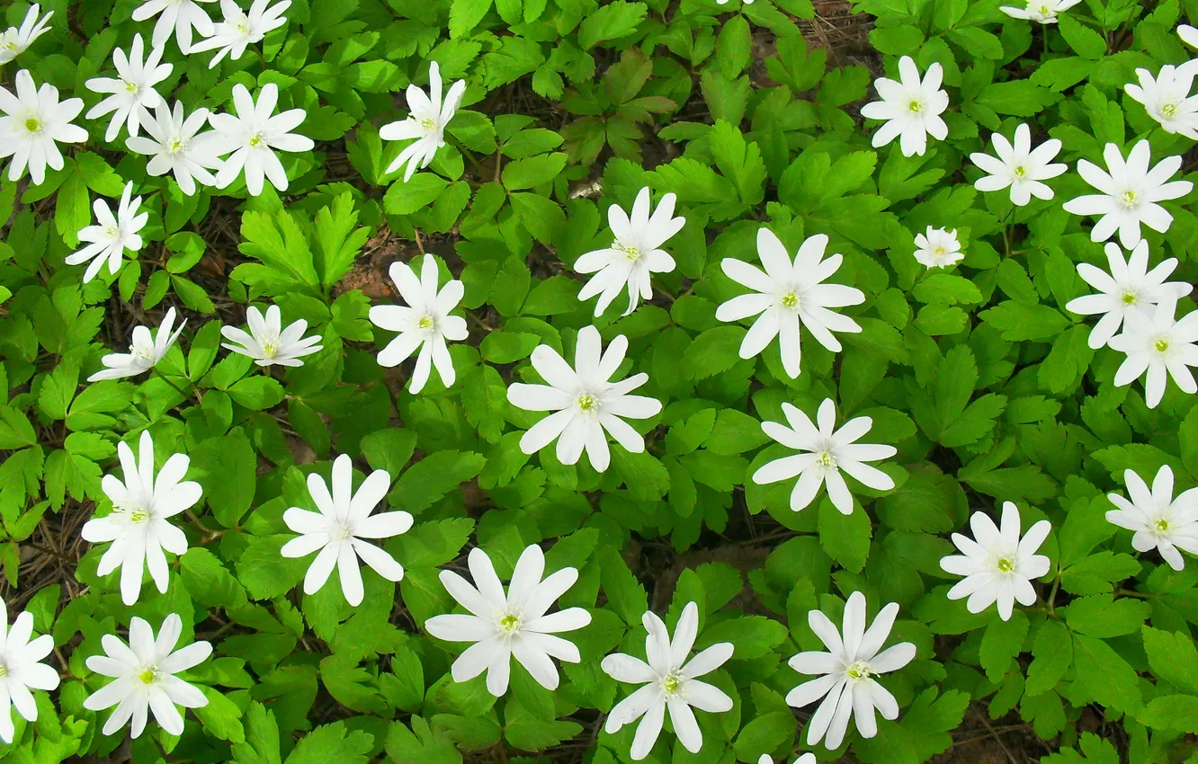 Photo wallpaper forest, white, green, spring, snowdrops