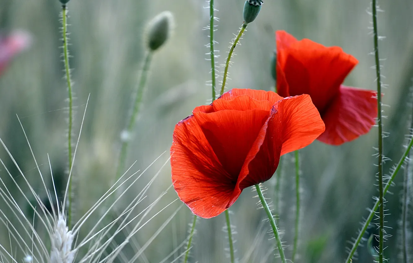 Photo wallpaper field, flowers, Maki