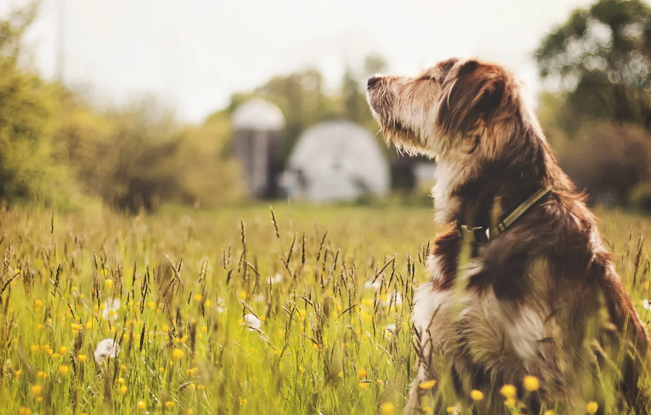 Photo wallpaper nature, each, dog