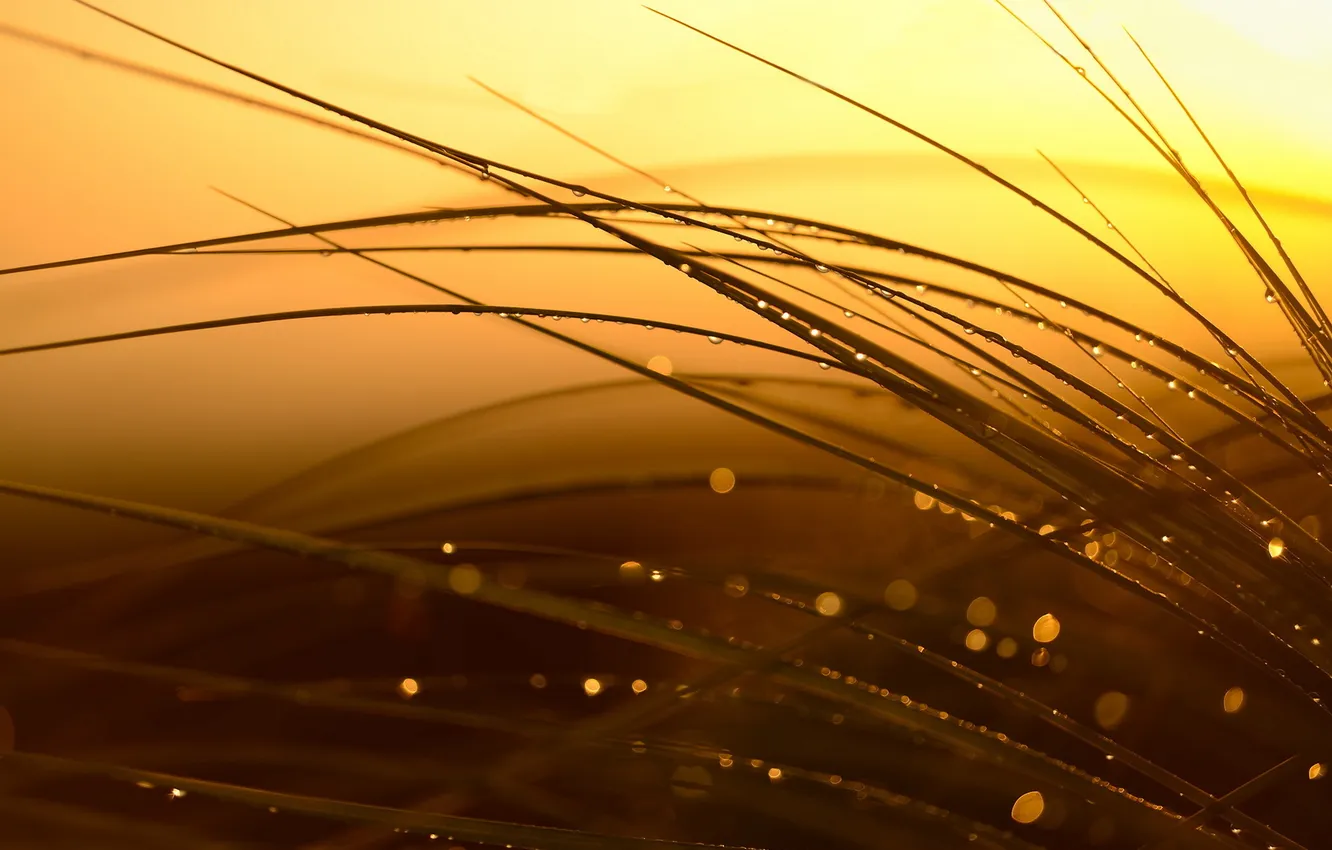Photo wallpaper grass, drops, macro