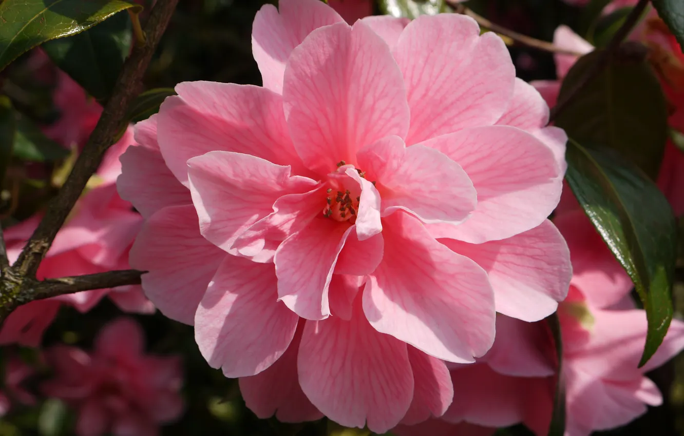 Photo wallpaper flower, pink, branch, spring