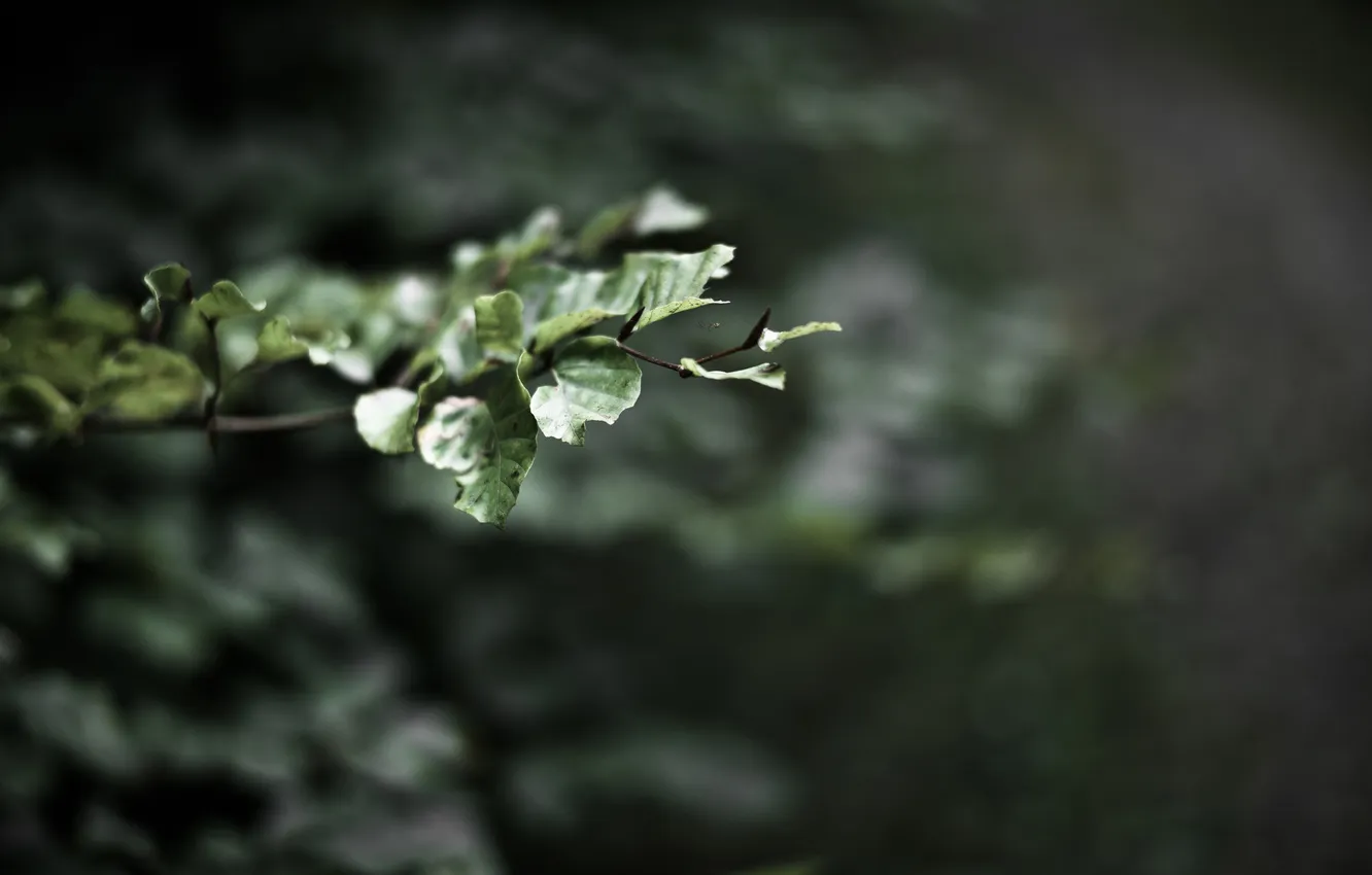 Photo wallpaper leaves, macro, nature, branch, blur, spider
