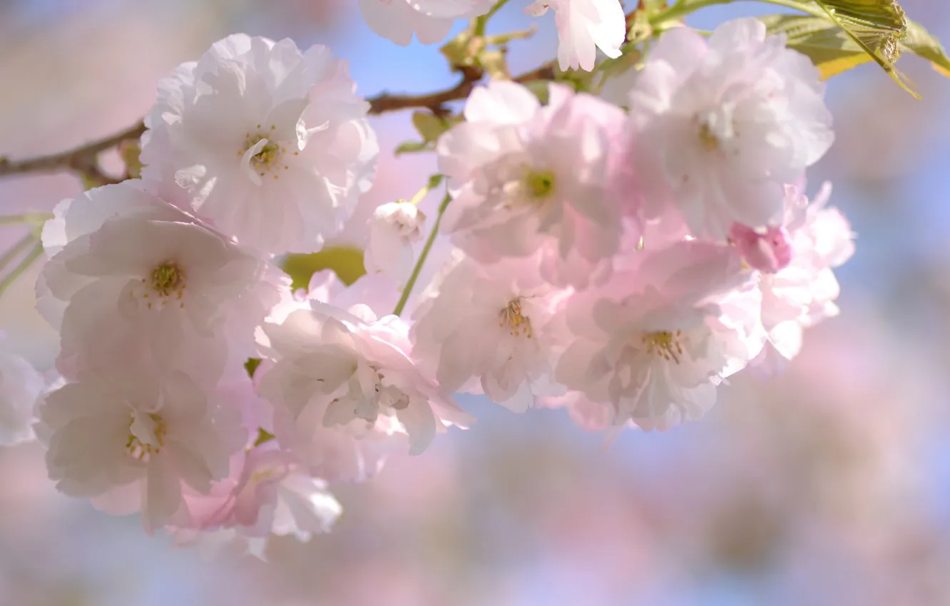 Photo wallpaper cherry, branch, spring, Sakura