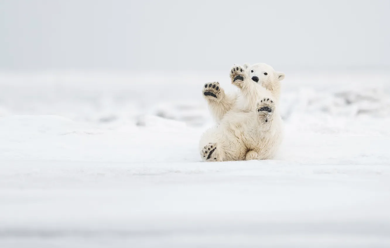 Photo wallpaper snow, the game, paws, Alaska, bear, polar bear, polar bear