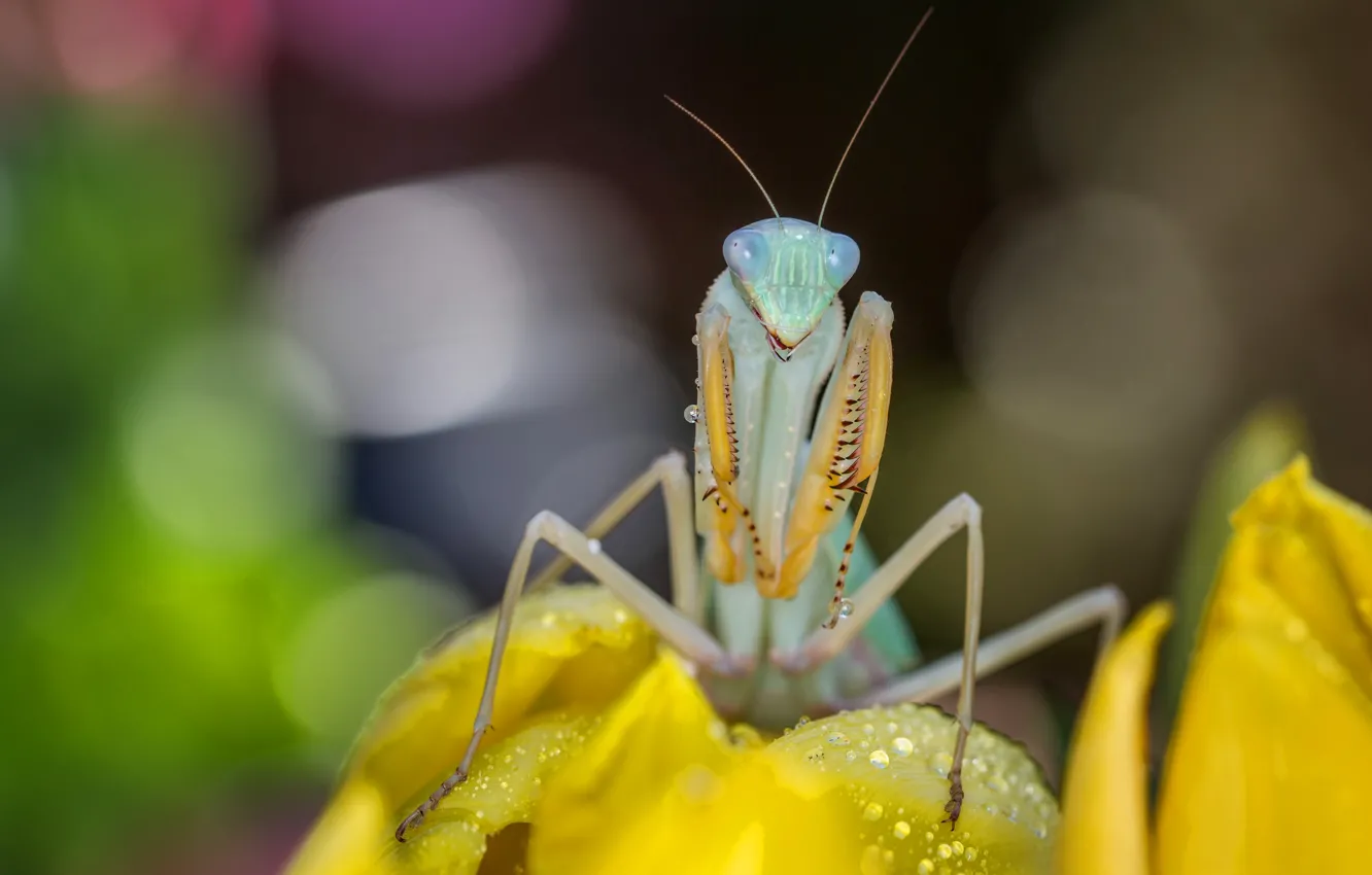 Photo wallpaper look, drops, macro, flowers, yellow, pose, background, mantis