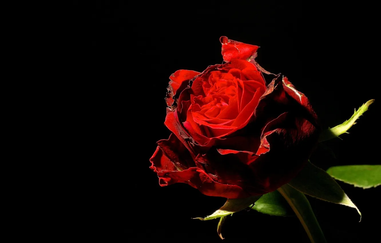 Photo wallpaper light, flowers, roses, red rose, black background