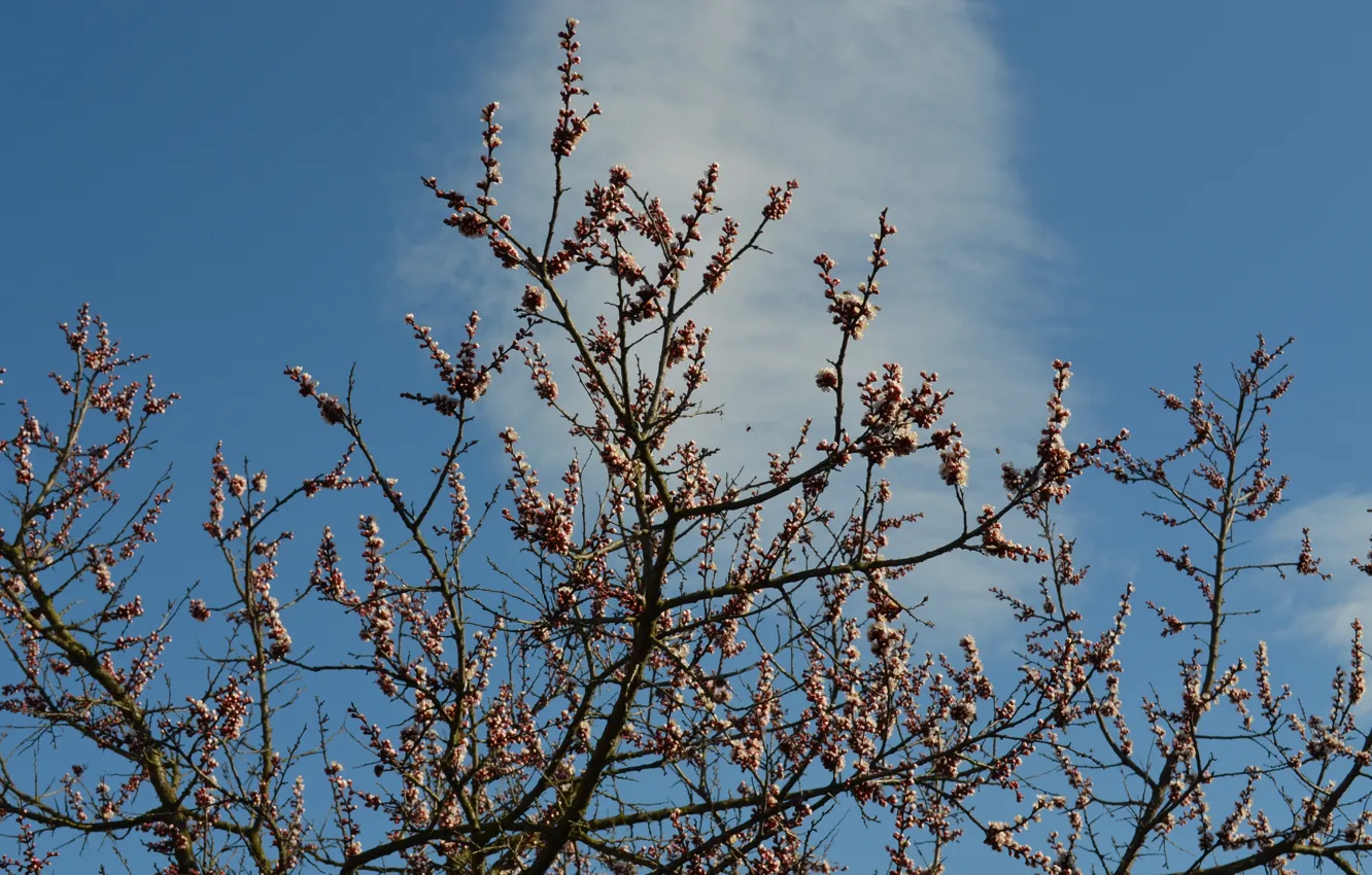 Photo wallpaper spring, kidney, blossoming apricot, the tree of heaven