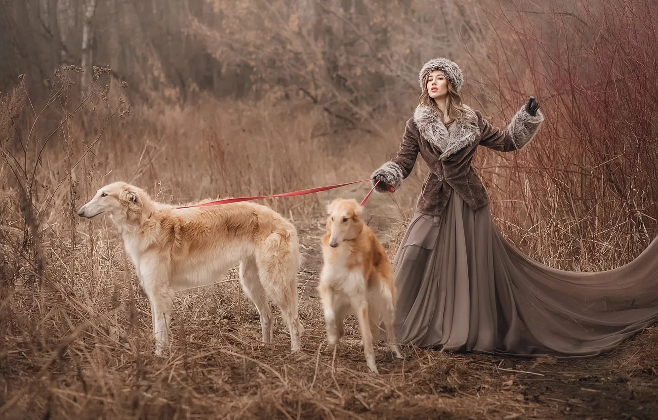 Photo wallpaper Greyhound, pose, coat, nature, hat, glade, fur, girl