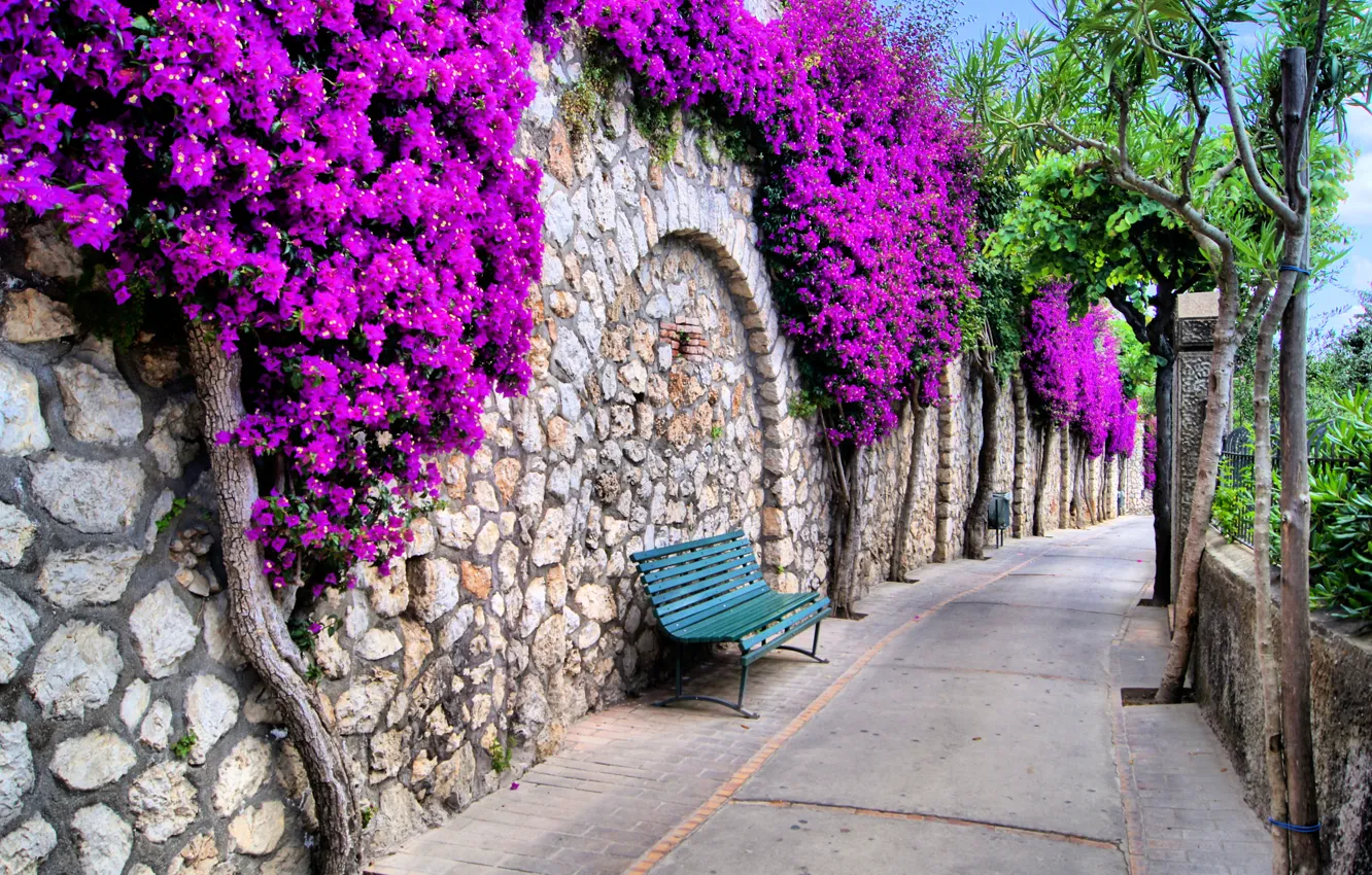 Photo wallpaper trees, flowers, streets, benches