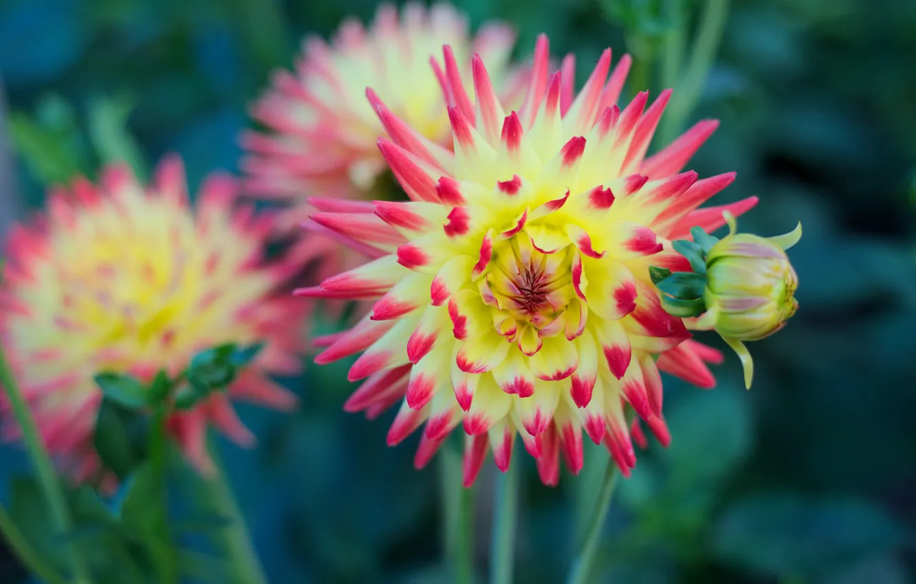 Photo wallpaper petals, Bud, flowering, Dahlia