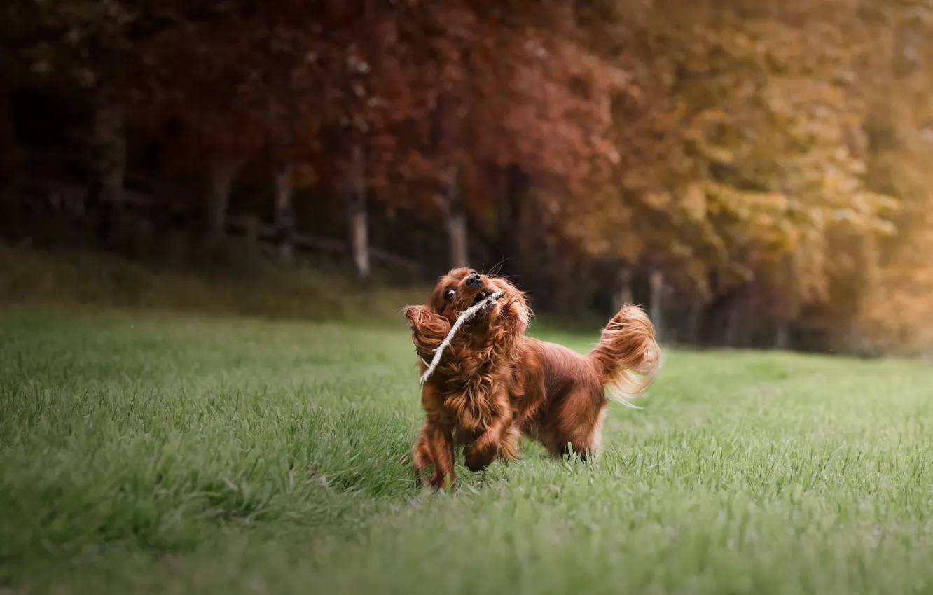 Photo wallpaper look, nature, dog, running, puppy, red, face, Cavalier-king-Charles-Spaniel