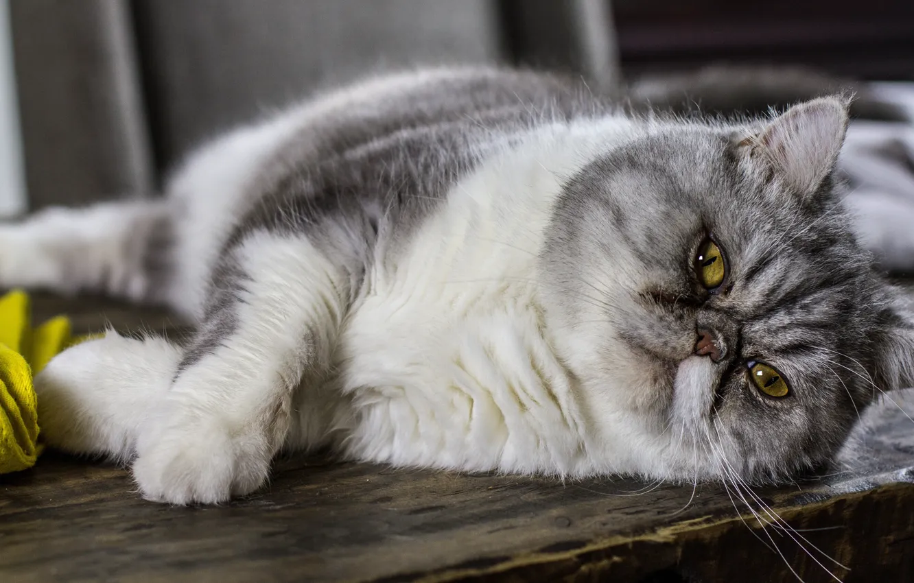 Photo wallpaper cat, cat, look, pose, Board, lies, grey, Persian